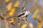 Long-tailed Tit