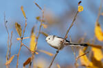 Long-tailed Tit