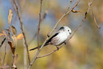 Long-tailed Tit