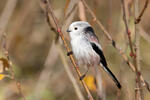 Long-tailed Tit