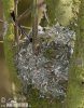 Long-tailed Tit