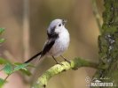 Long-tailed Tit