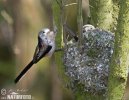 Long-tailed Tit