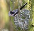 Long-tailed Tit