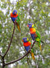 Lorichetto arcobaleno della Tasmania