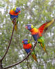 Lorichetto arcobaleno della Tasmania