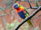 Lorichetto arcobaleno della Tasmania