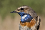 Luscinia svecica