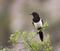 Magpie