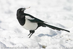 Magpie