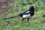 Magpie erasia