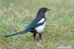 Magpie erasia