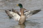 Mallard