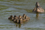 Mallard