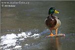 Mallard