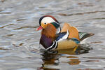 Mandarin Duck