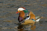 Mandarin Duck