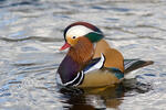 Mandarin Duck