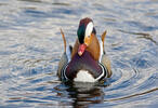 Mandarin Duck