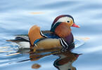 Mandarin Duck