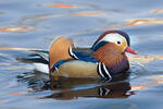 Mandarin Duck