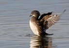 Mandarin Duck