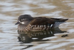 Mandarin Duck