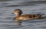 Mandarin Duck