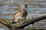 Mandarin Duck