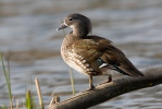 Mandarin Duck