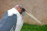 Marabou Stork