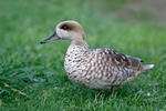 Marbled Duck