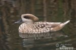 Marbled Duck