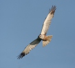 Marsh Harrier