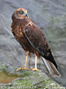 Marsh Harrier