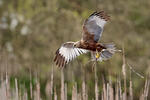 Marsh Harrier