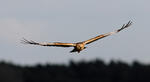 Marsh Harrier