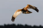 Marsh Harrier