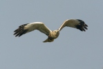 Marsh Harrier