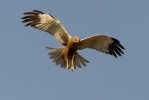 Marsh Harrier