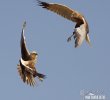 Marsh Harrier