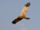 Marsh Harrier