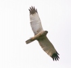 Marsh Harrier