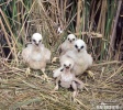 Marsh Harrier