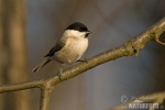 Marsh Tit