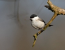 Marsh Tit