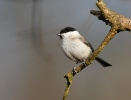 Marsh Tit