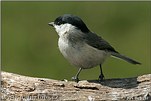 Marsh Tit