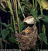 Marsh Warbler