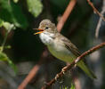 Marsh Warbler